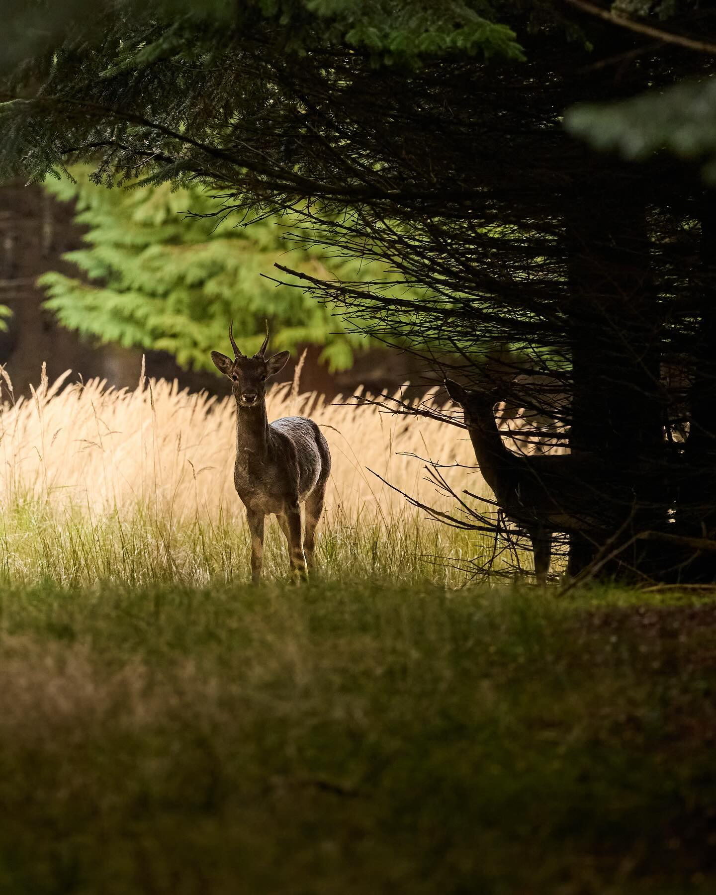 Hiding in the shadows. #deer #wildlifephotography #canoneosr6markii #eosr6markii #canon100500rf