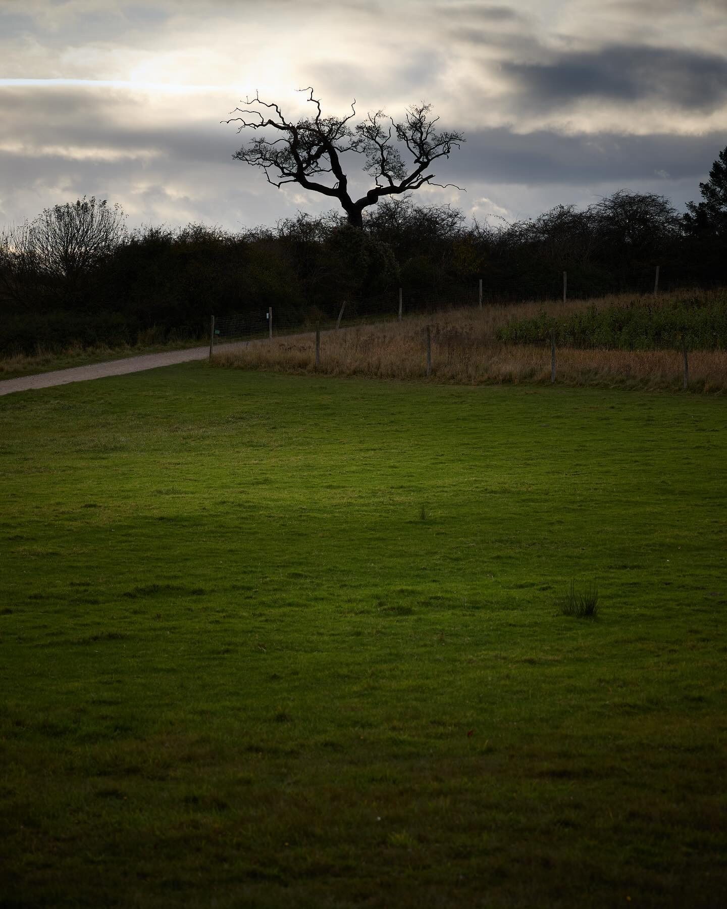 My favourite dead tree. #landscapephotography #canoneosr6markii #eosr6markii #canon100500rf