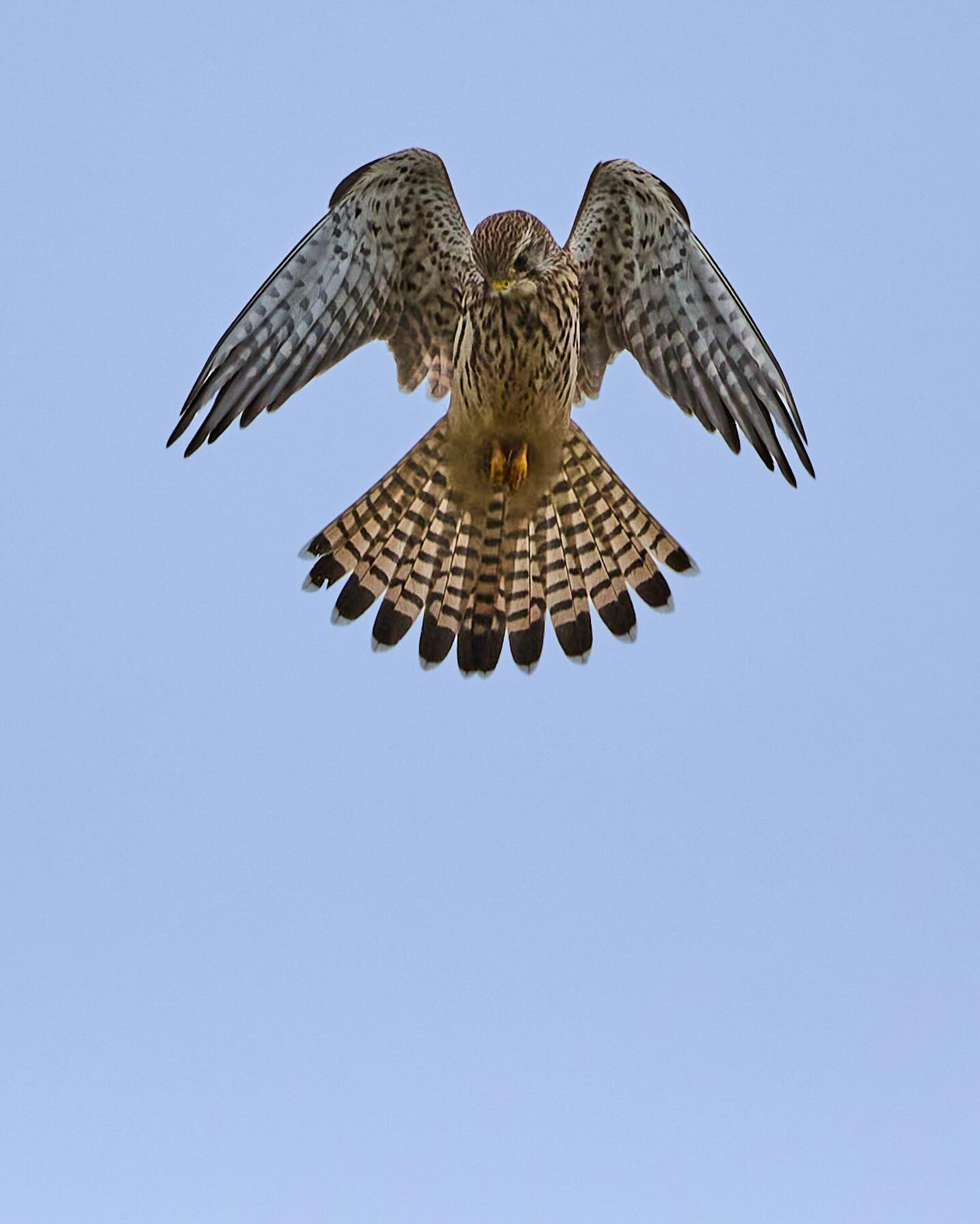 Kestrel (tårnfalk) hovering, looking for an afternoon snack. #kestrel #birdsofinstagram #birdsofprey #wildlifephotography #canoneosr6markii #eosr6markii #canon100500rf

500mm 1/3200 f/7.1 ISO 400