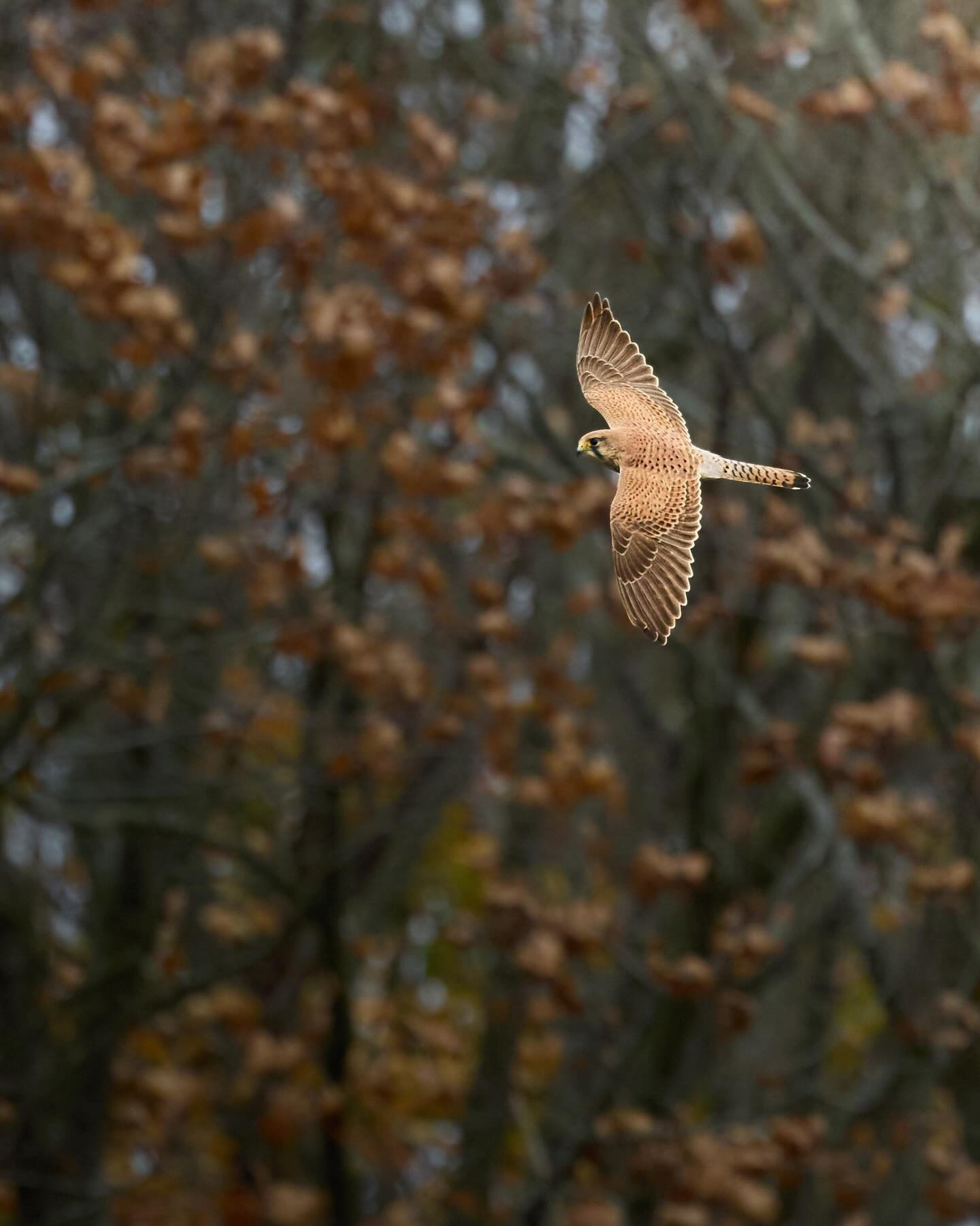Kestrel (tårnfalk) in flight #kestrel #birdsofinstagram #wildlifephotography #canoneosr6markii #eosr6markii #canon100500rf 

1/3200 500mm f/7.1 ISO 400