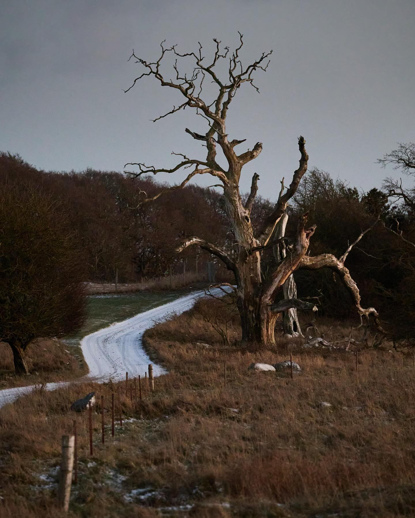 My favourite dead tree on a winter’s evening.

#canoneosr6markii #eosr6markii #canon100500rf #lowlight #landscapephotography #winter