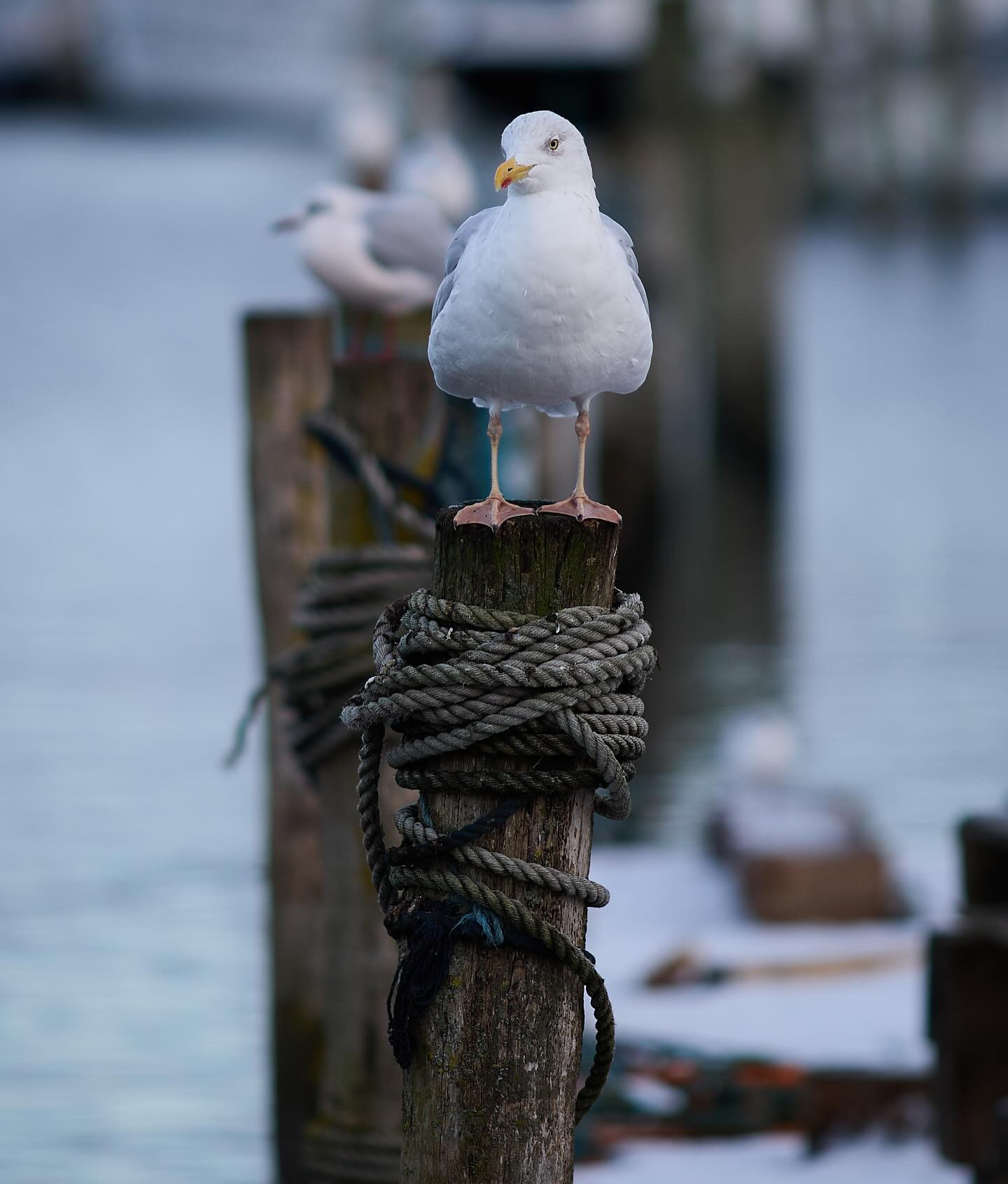 #seagull #birdsofinstagram #canoneosr6markii #eosr6markii #canon135mmf2