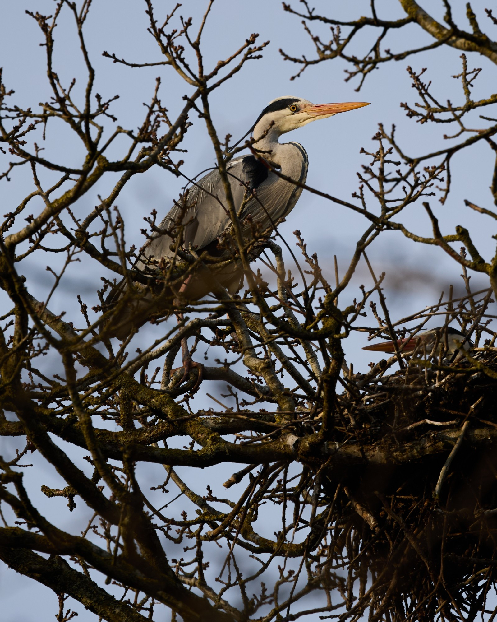 Two grey herons (one almost hidden in its nest) in a tree
