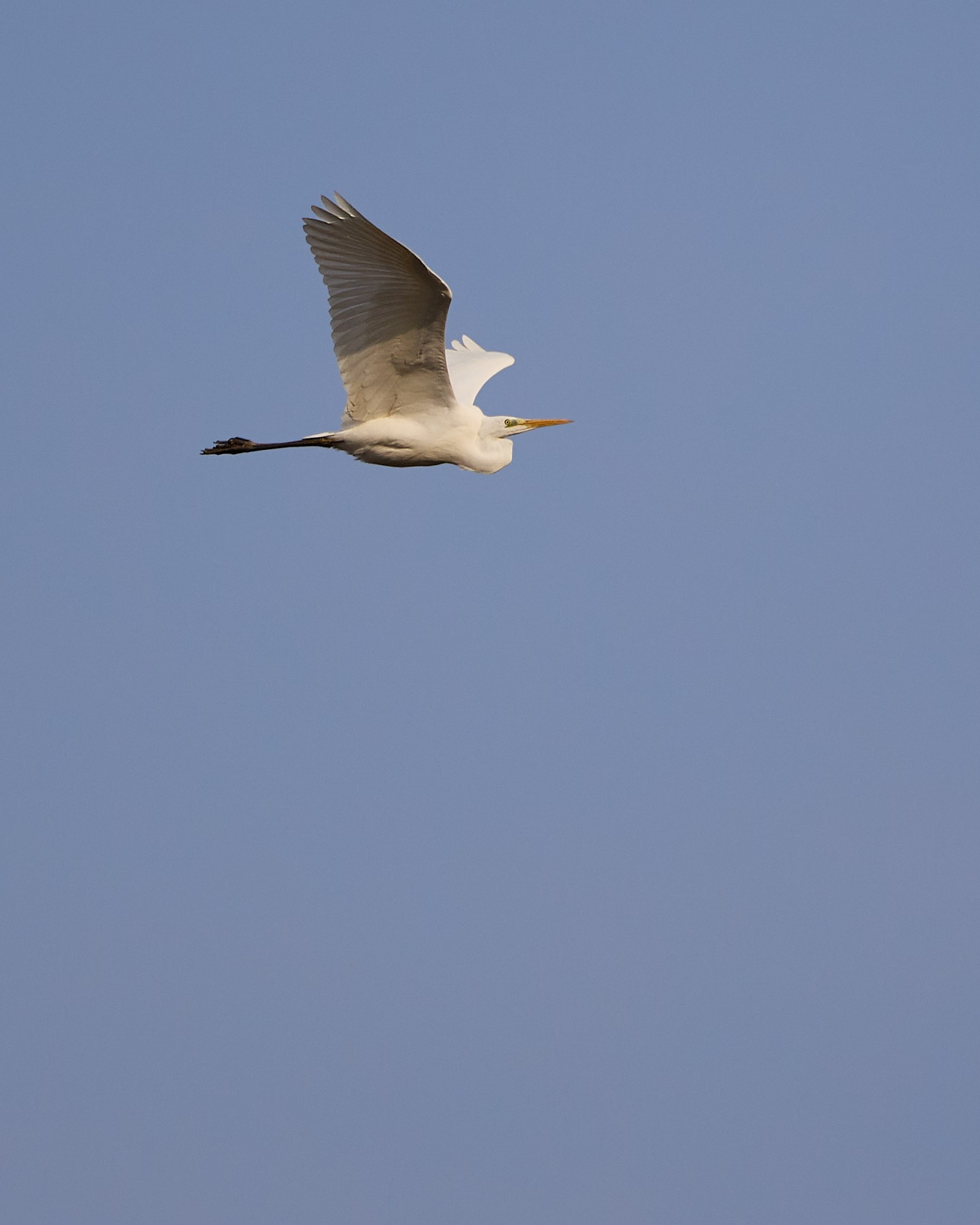 Great egret in flight