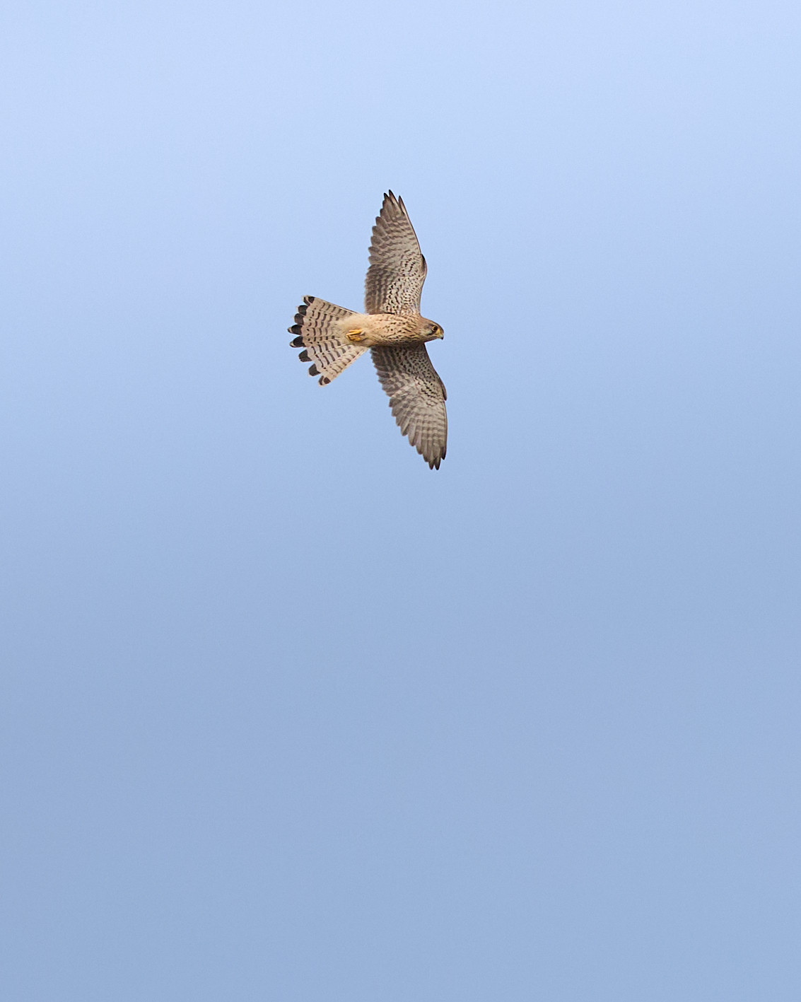 Photo of the underside of a common kestrel hovering. 
