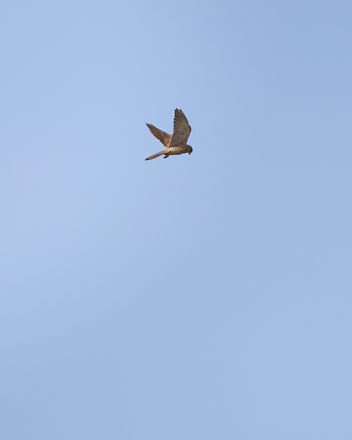 Photo of common kestrel hovering