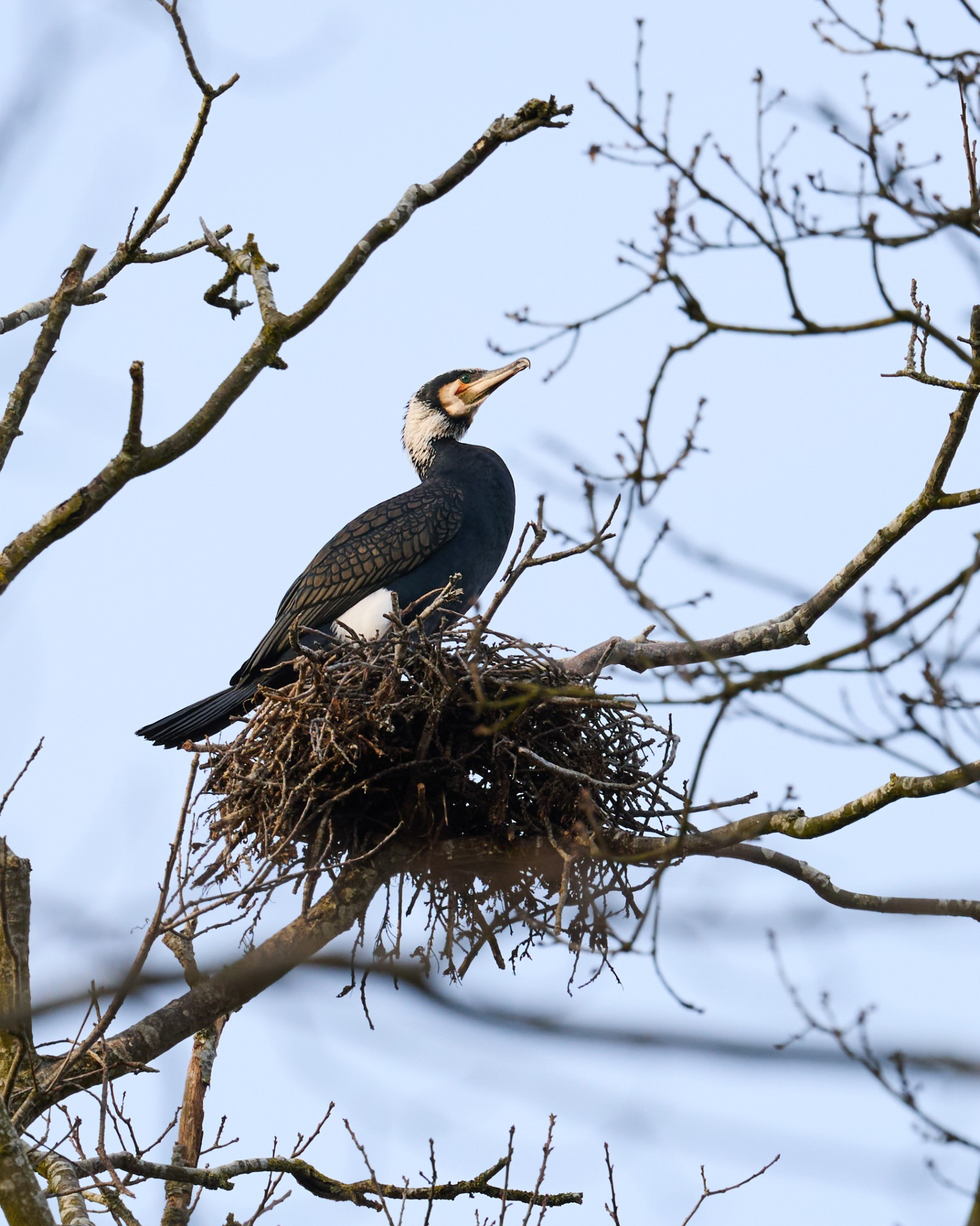 Photo of great cormorant in its nest high in a tree