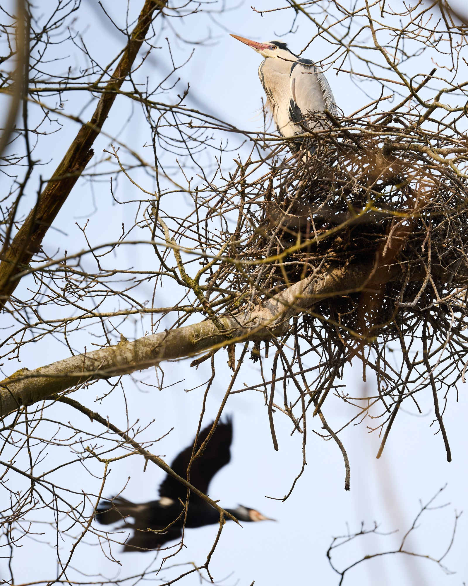Photo of a great cormorant flying by a grey heron in its nest.