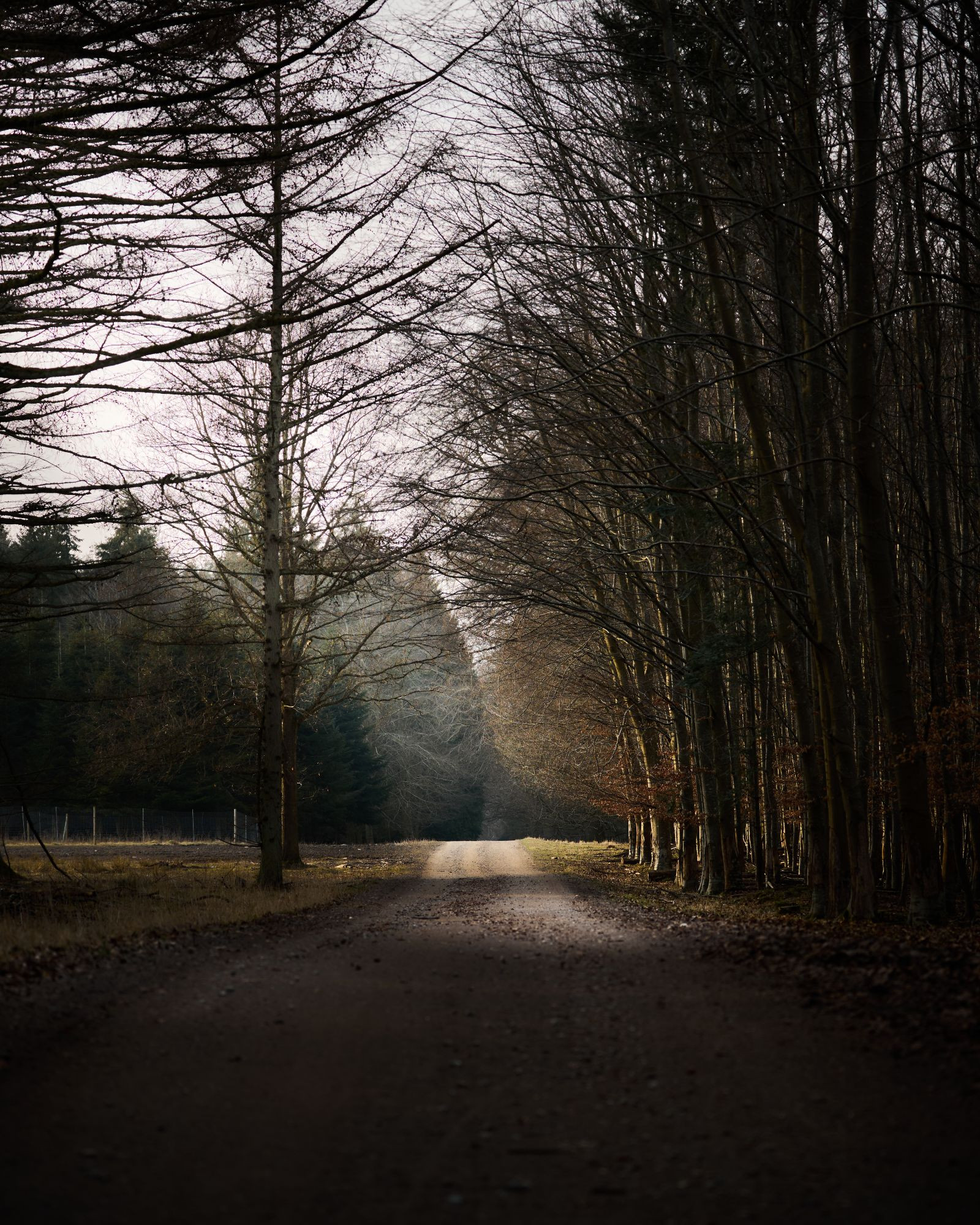 A photo of a forest road during winter. Low sun shining down through the trees. A bit hazy.