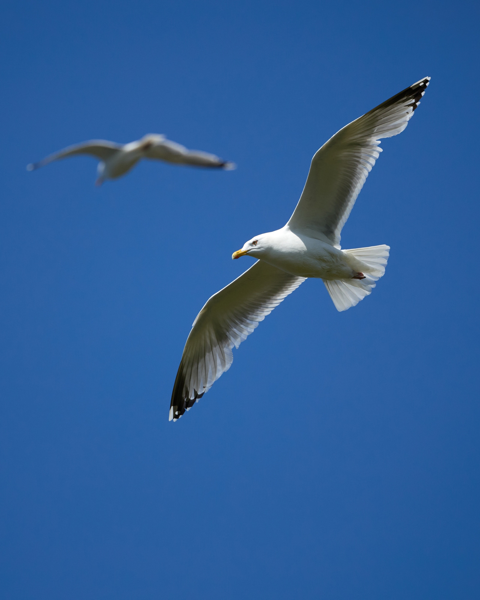 Two seagulls in a blue sky. 