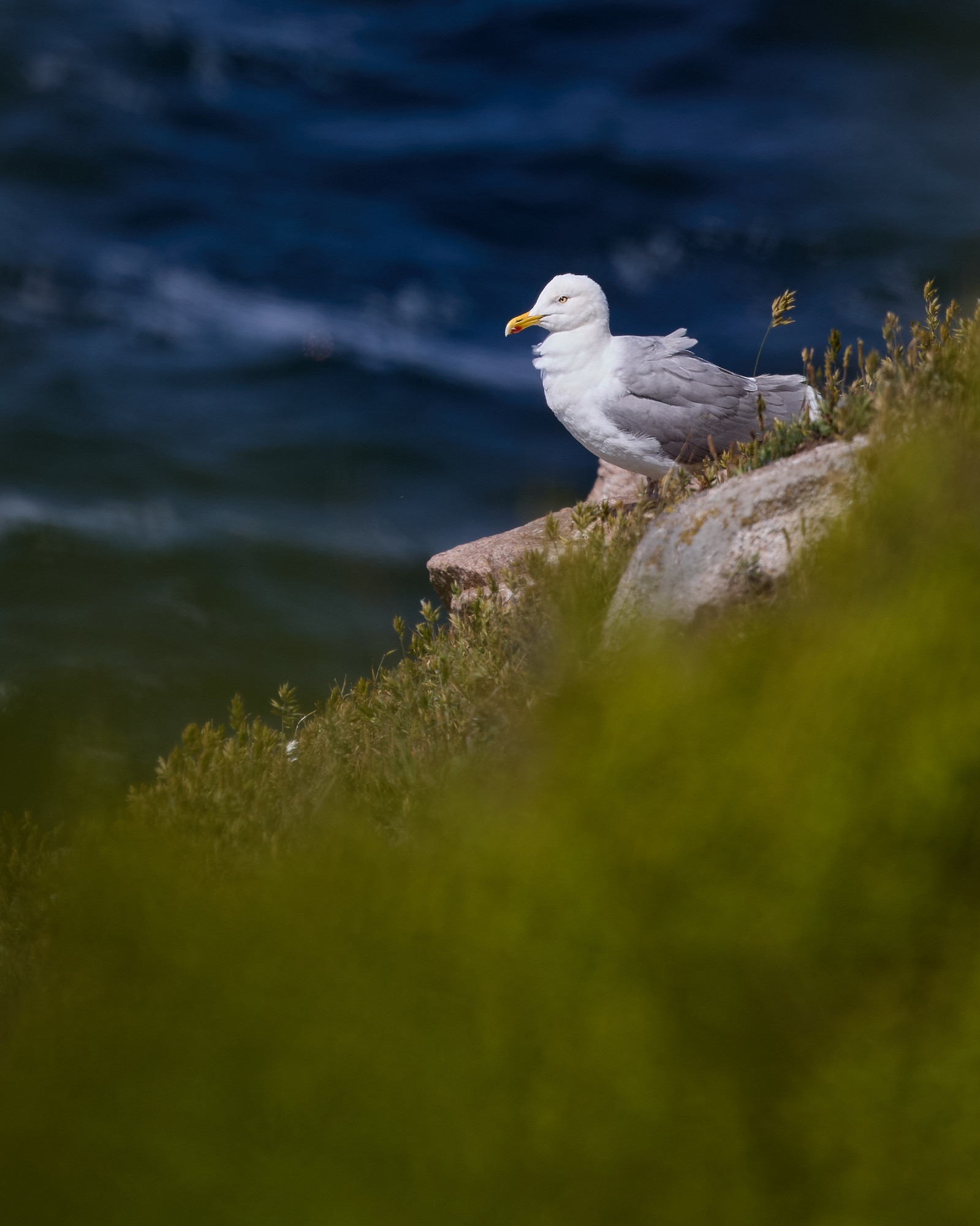 Seagull on the cliffs of Hammerknuden, Bornholm. In foreground: Grass. In the background: The sea.