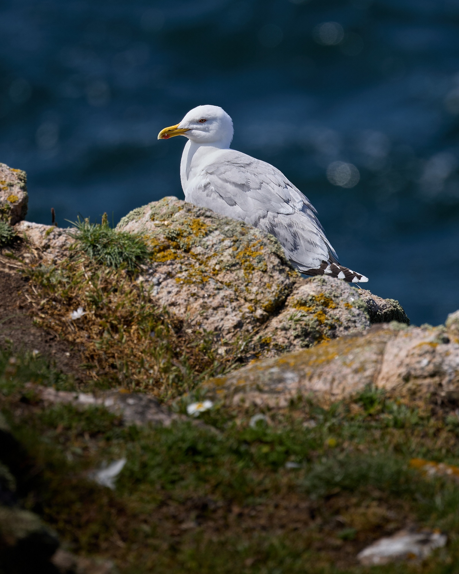 Seagull on a rock on the cliffs at Hammerknuden, Bornholm. In the background: Sea. Foregound: Grass and mosses.