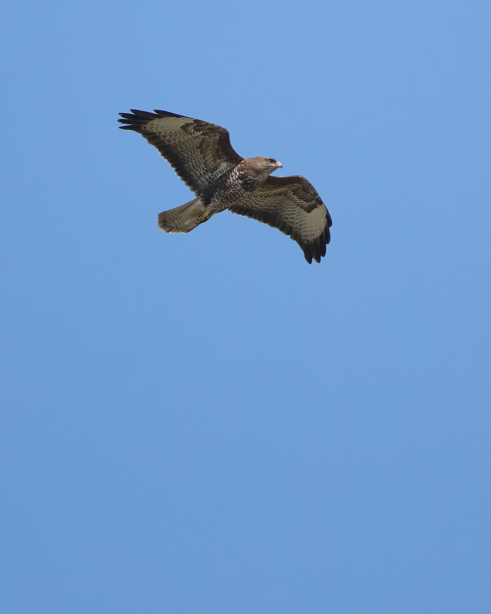 A buzzard mousing, wings spread, showing its patterned underside. Blue sky in the background.