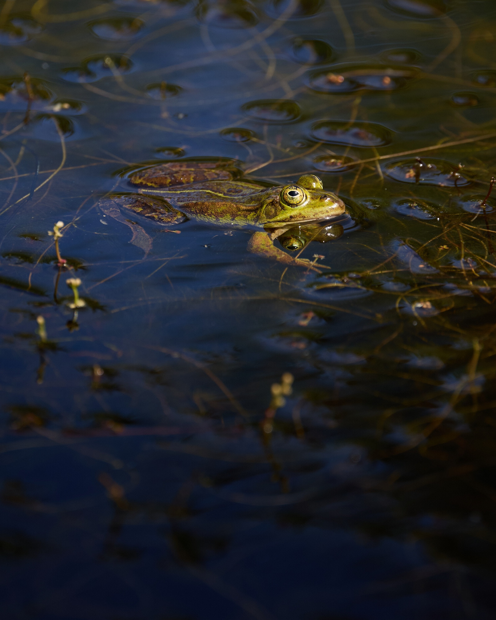 Marsh frog in the water, eyes above surface. 