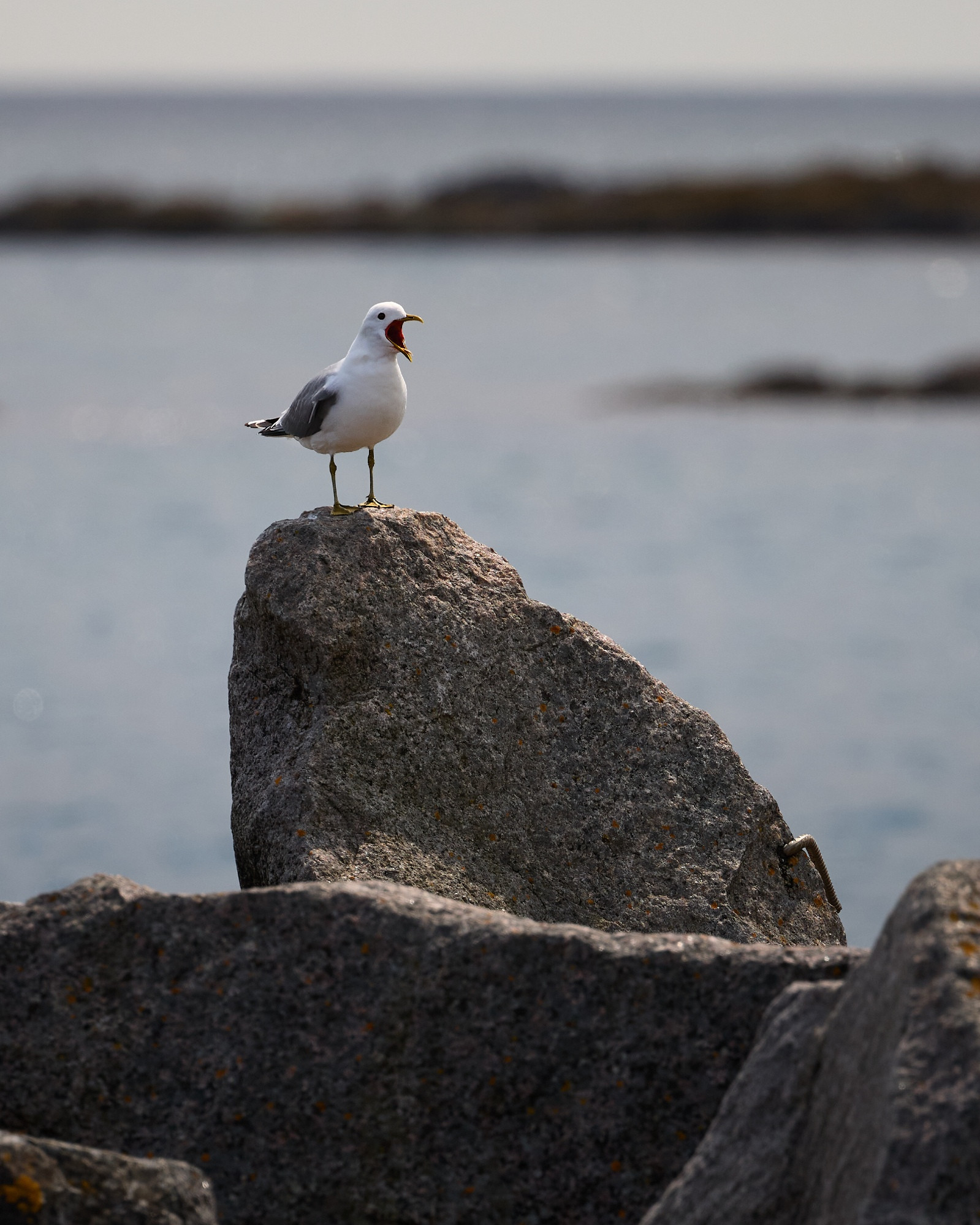 A seagull on a rock, beak open as its screaming. Low sunlight. In the background: Bokeh sea and rocks.